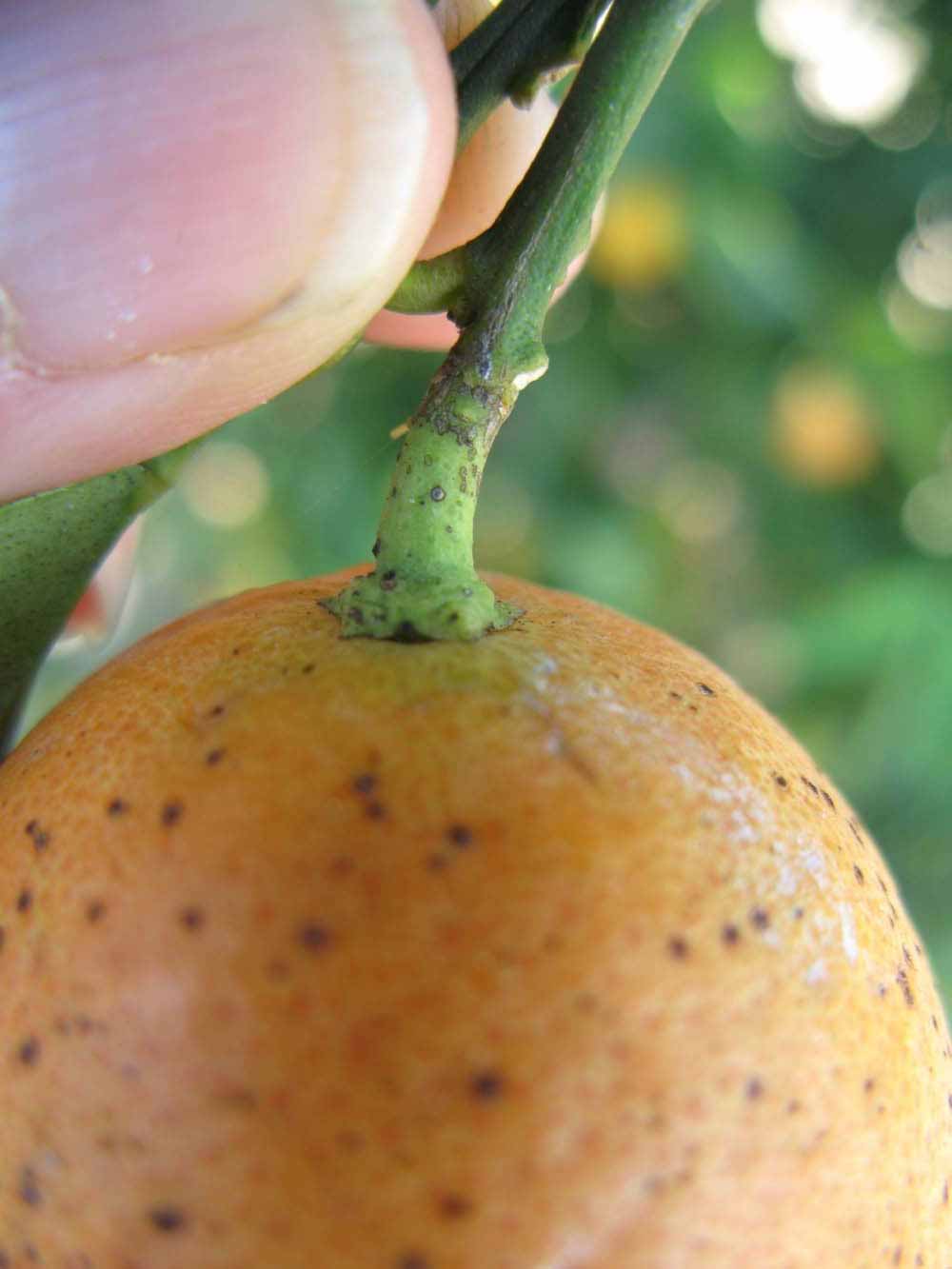              Fruit (Winter Haven, FL)       